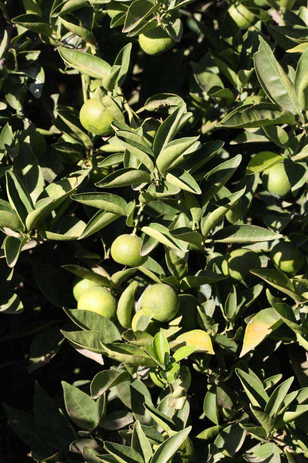              Sun leaves (Riverside, CA)       